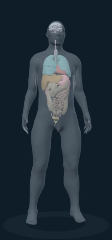 Translucent reference body with selected internal organs