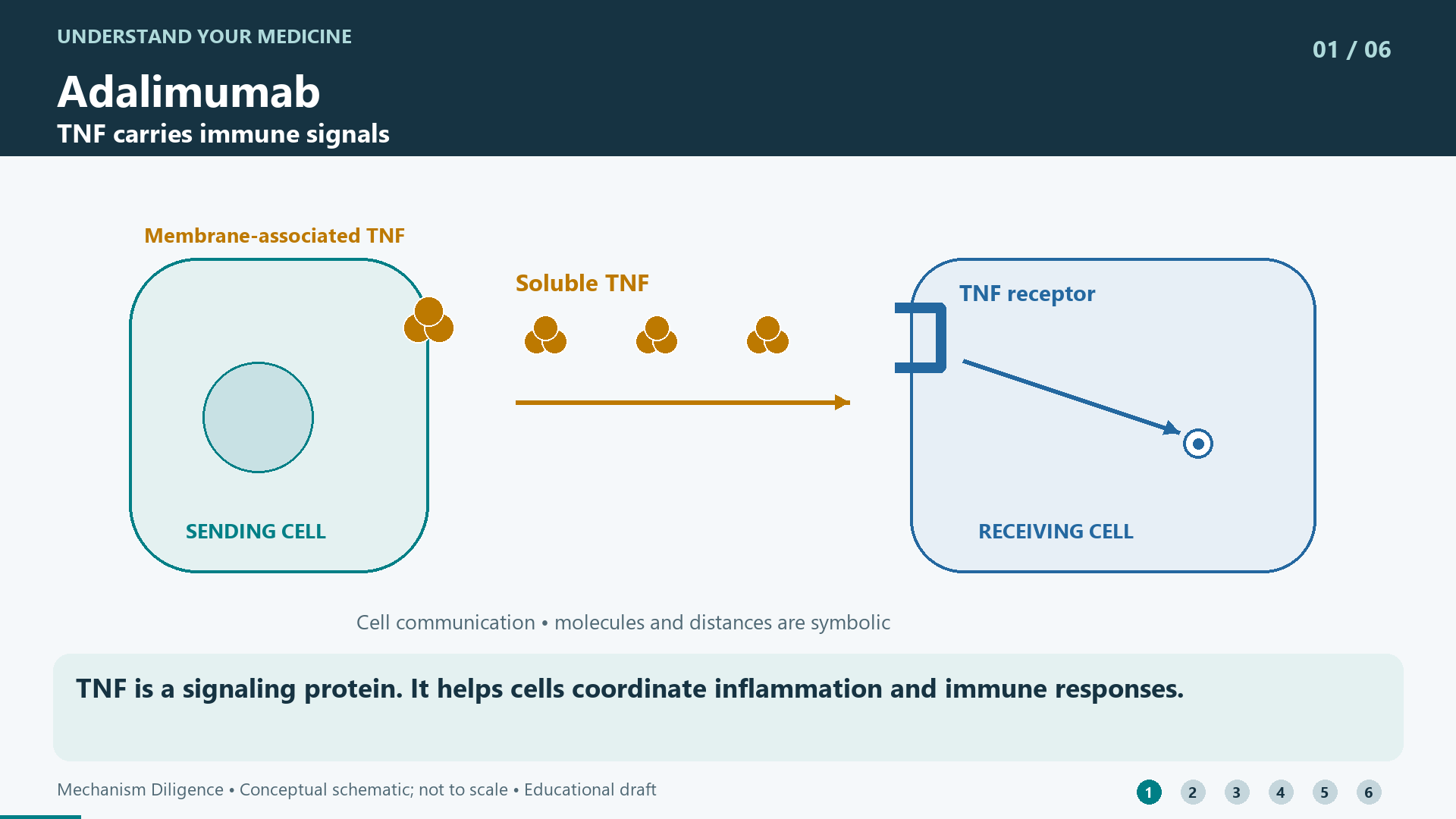 TNF is a signaling protein. It helps cells coordinate inflammation and immune responses.