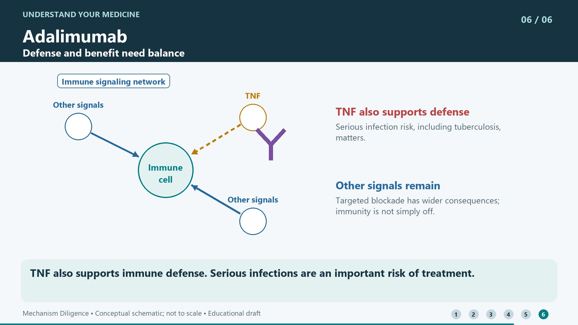 TNF also supports immune defense. Serious infections are an important risk of treatment.