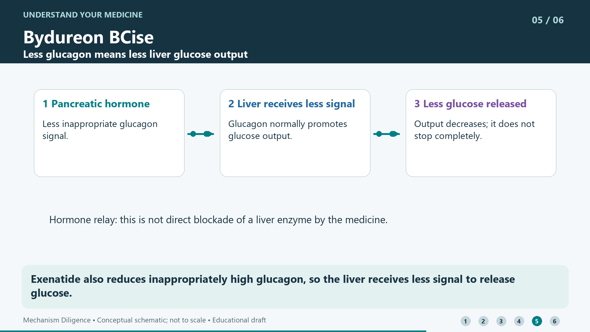 Exenatide also reduces inappropriately high glucagon, so the liver receives less signal to release glucose.
