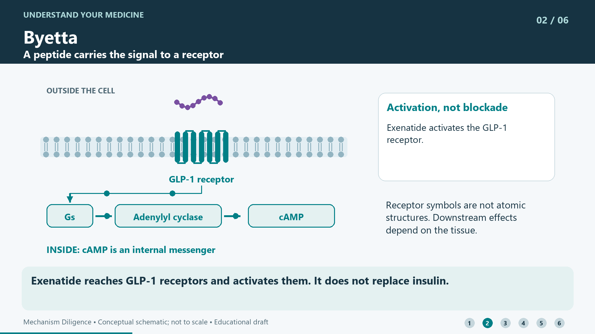 Exenatide reaches GLP-1 receptors and activates them. It does not replace insulin.