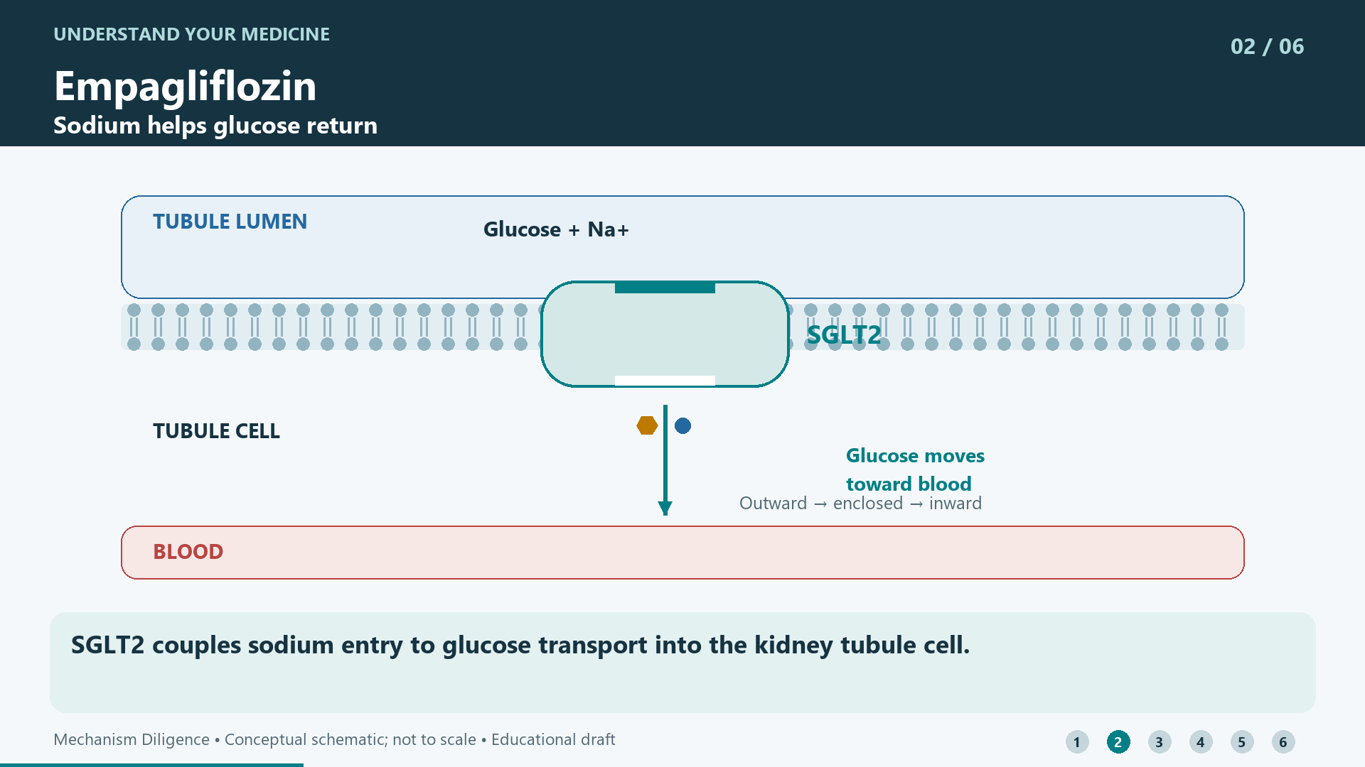 SGLT2 couples sodium entry to glucose transport into the kidney tubule cell.