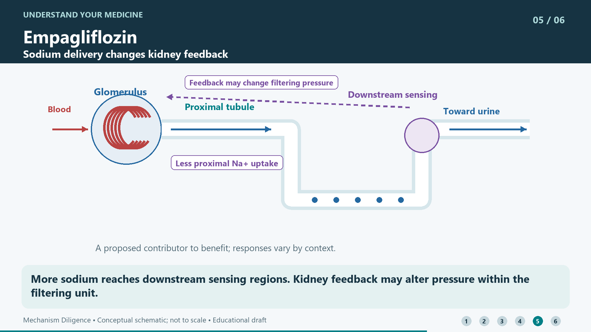 More sodium reaches downstream sensing regions. Kidney feedback may alter pressure within the filtering unit.