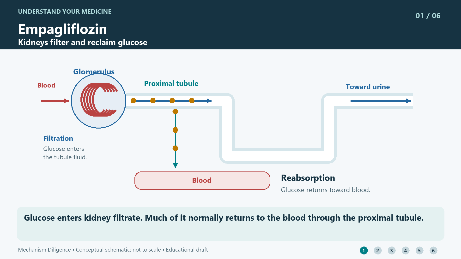 Empagliflozin mechanism: Glucose enters kidney filtrate. Much of it normally returns to the blood through the proximal tubule.
