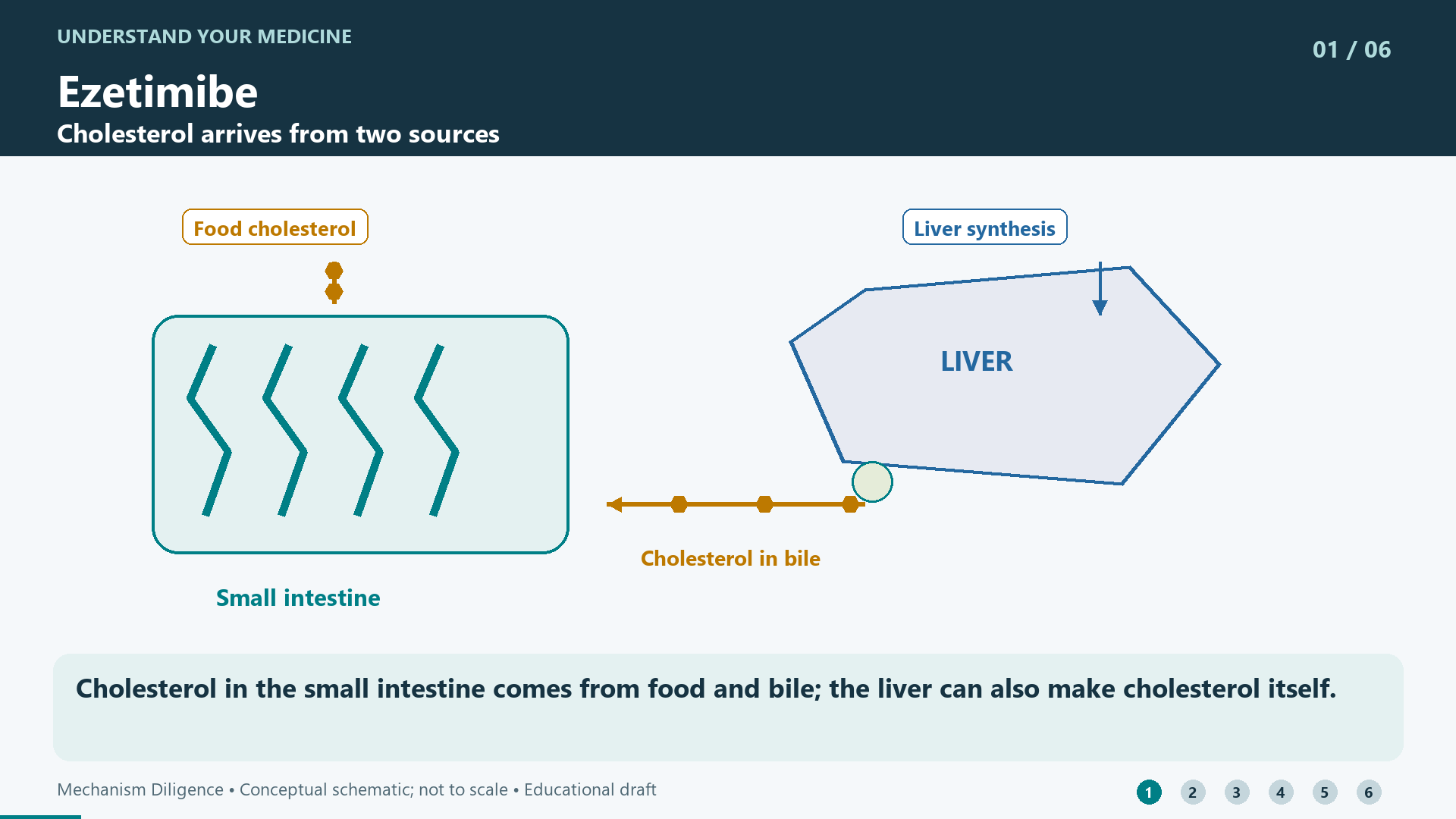 Cholesterol in the small intestine comes from food and bile; the liver can also make cholesterol itself.