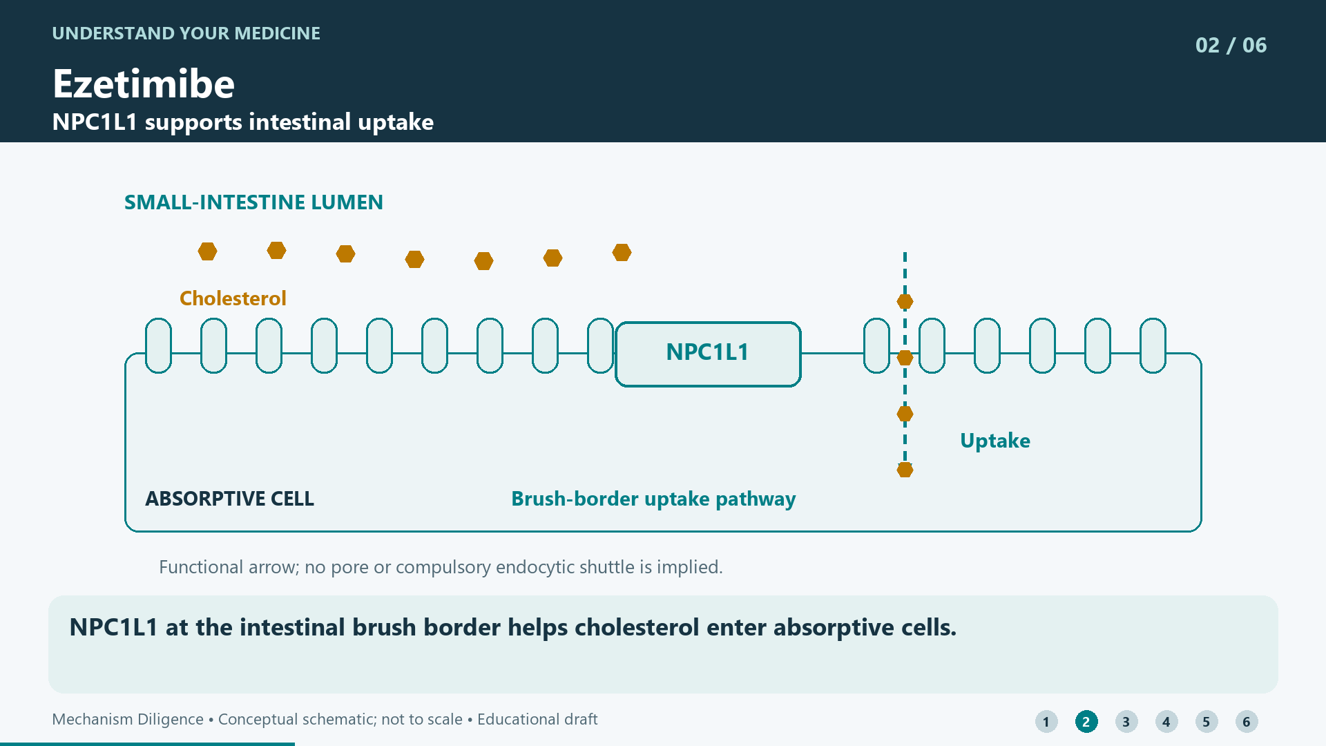 NPC1L1 at the intestinal brush border helps cholesterol enter absorptive cells.