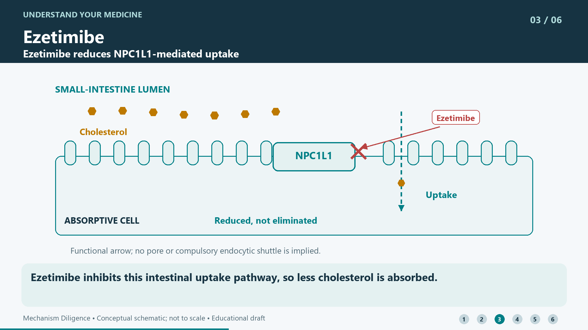 Ezetimibe inhibits this intestinal uptake pathway, so less cholesterol is absorbed.