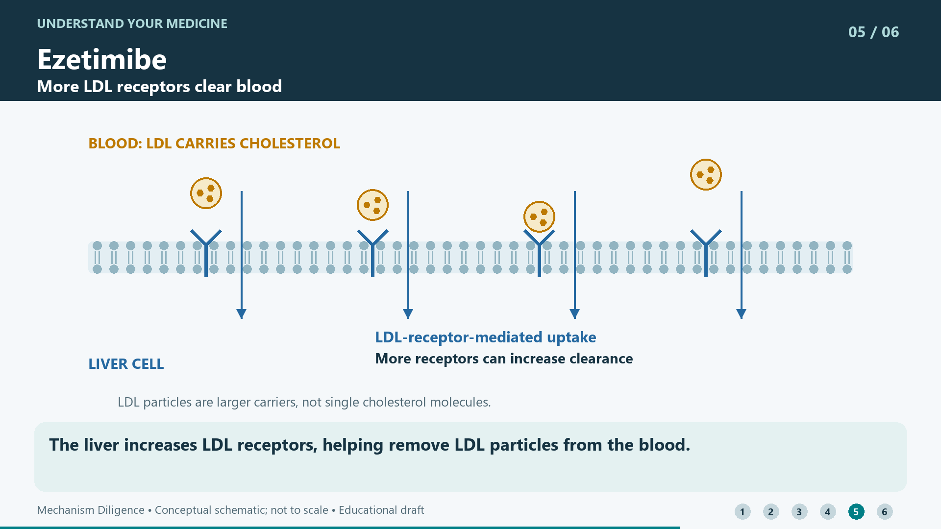 The liver increases LDL receptors, helping remove LDL particles from the blood.