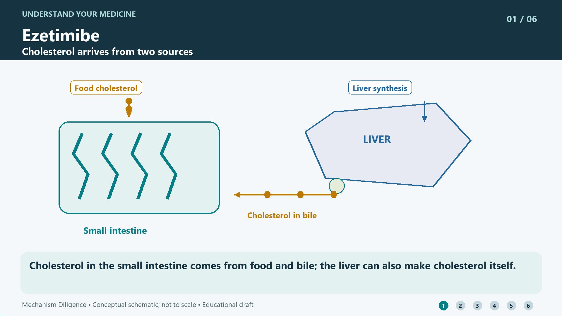 Ezetimibe mechanism: Cholesterol in the small intestine comes from food and bile; the liver can also make cholesterol itself.