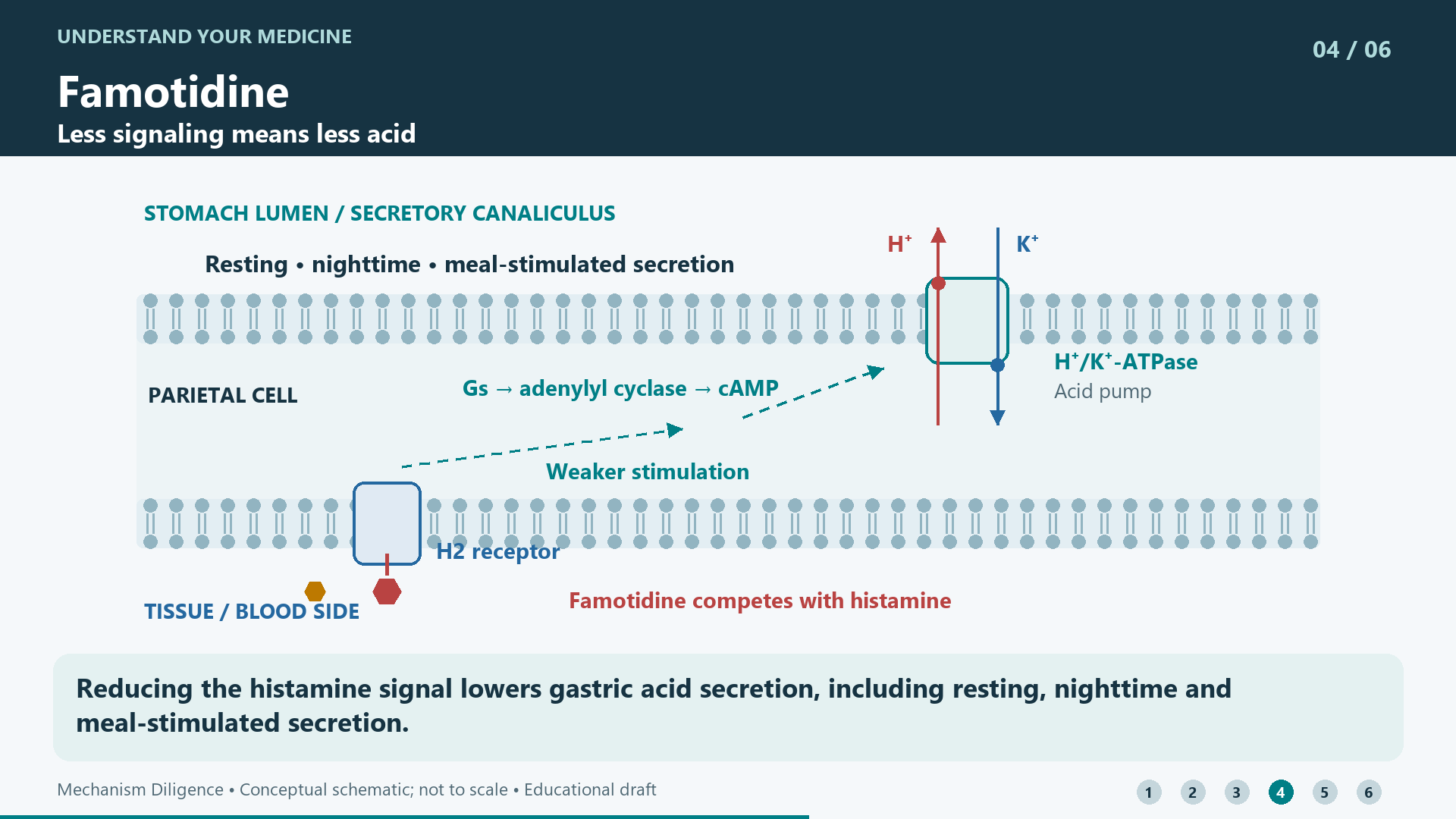 Reducing the histamine signal lowers gastric acid secretion, including resting, nighttime and meal-stimulated secretion.