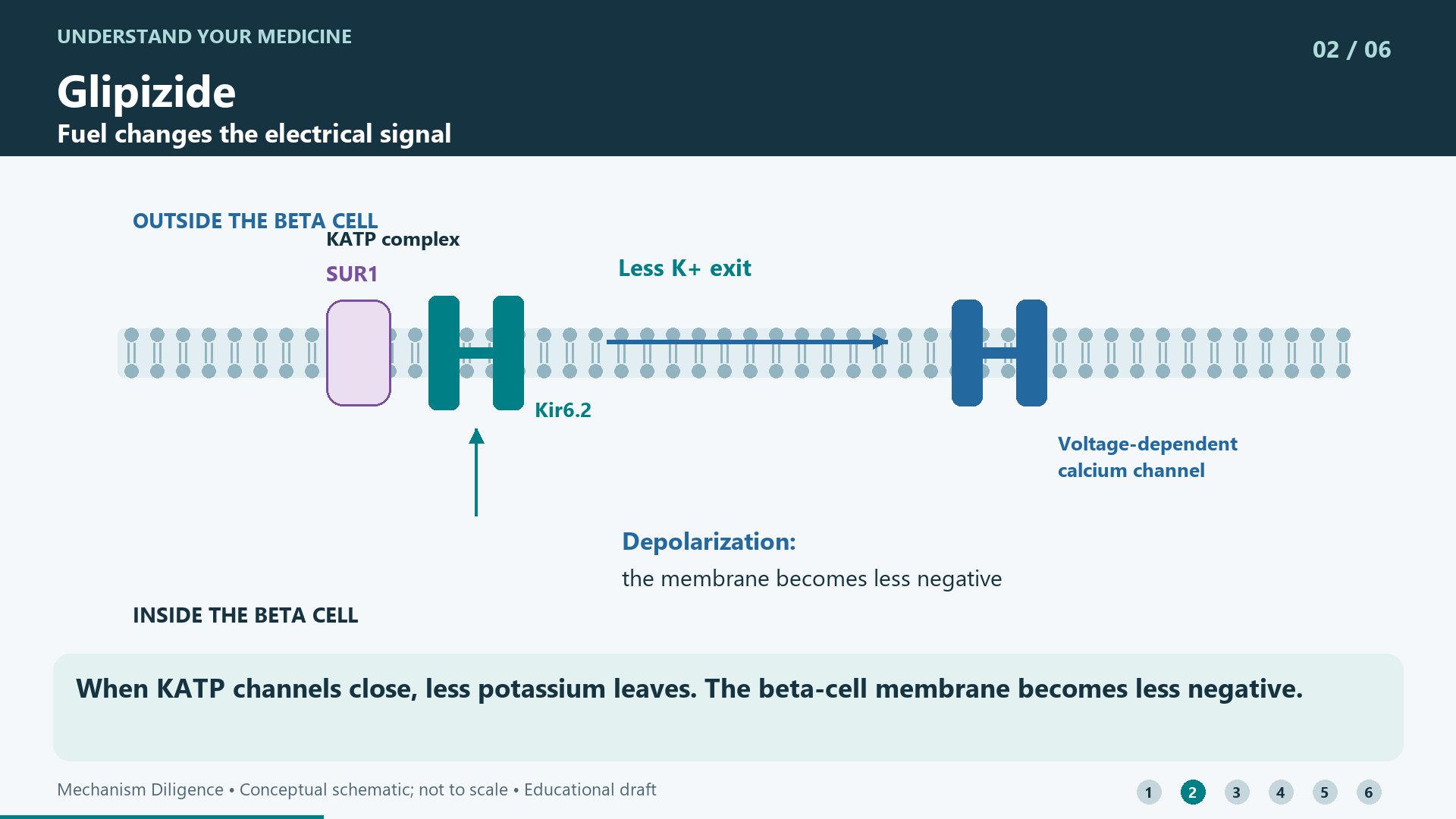 When KATP channels close, less potassium leaves. The beta-cell membrane becomes less negative.