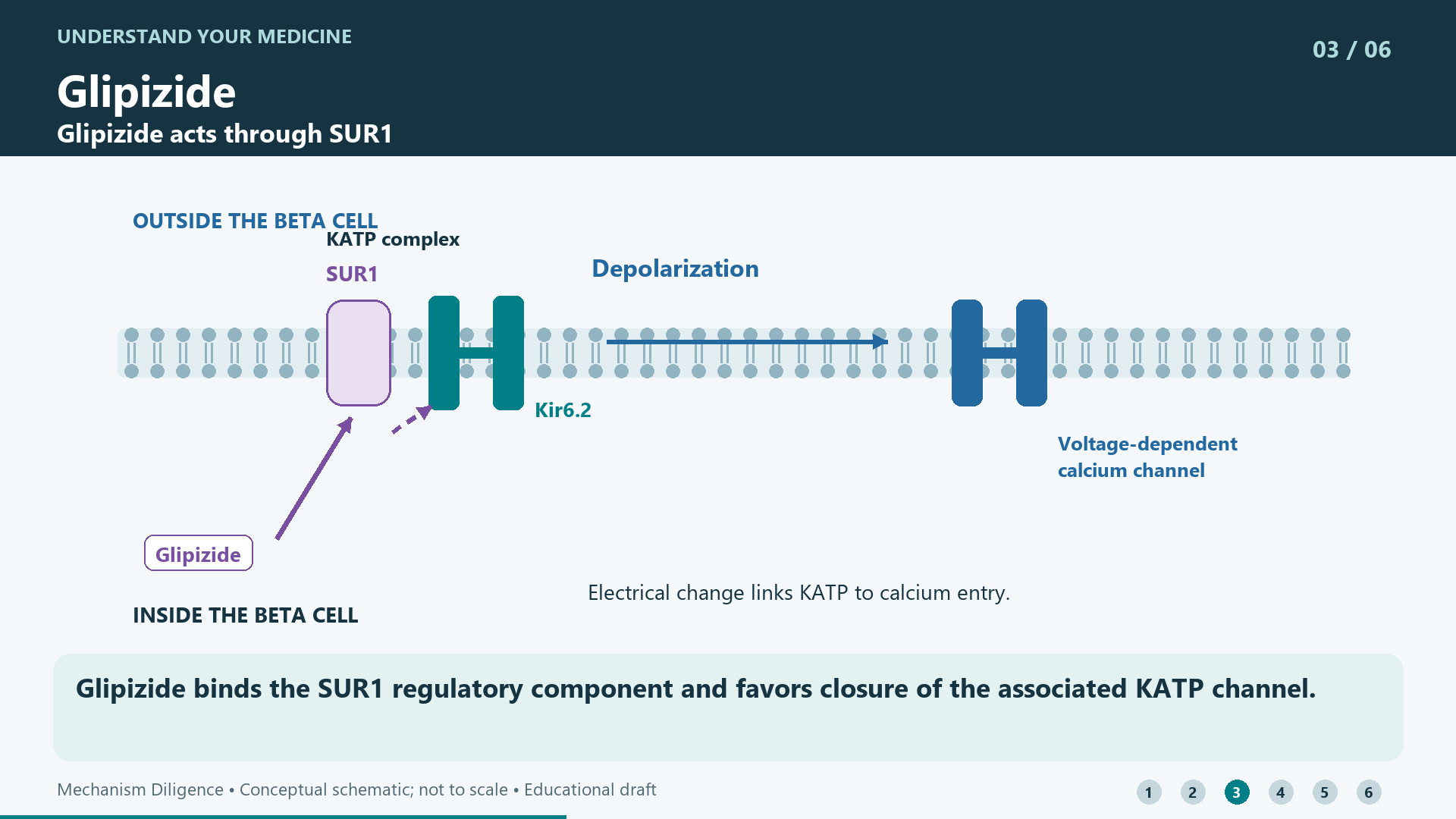 Glipizide binds the SUR1 regulatory component and favors closure of the associated KATP channel.
