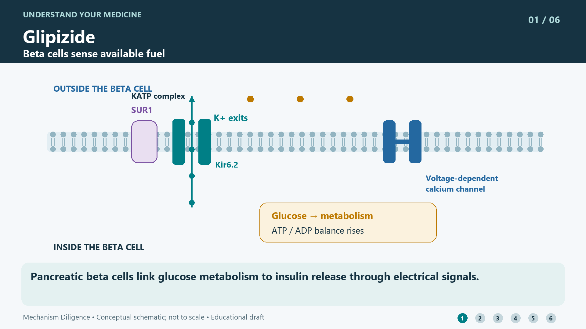 Glipizide mechanism: Pancreatic beta cells link glucose metabolism to insulin release through electrical signals.