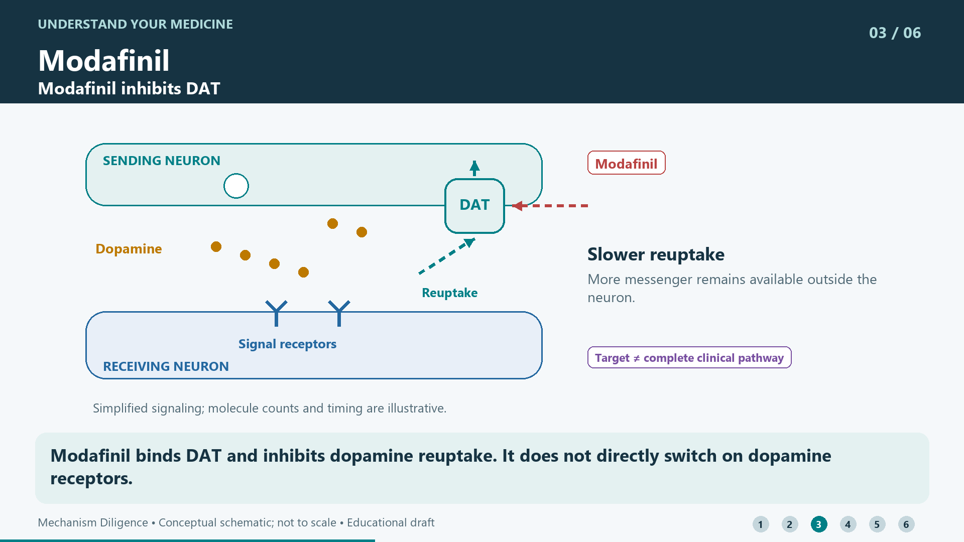 Modafinil binds DAT and inhibits dopamine reuptake. It does not directly switch on dopamine receptors.