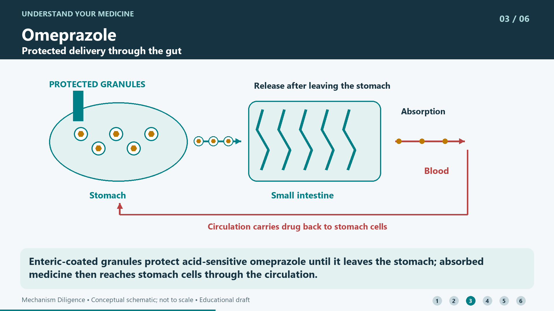Enteric-coated granules protect acid-sensitive omeprazole until it leaves the stomach; absorbed medicine then reaches stomach cells through the circulation.