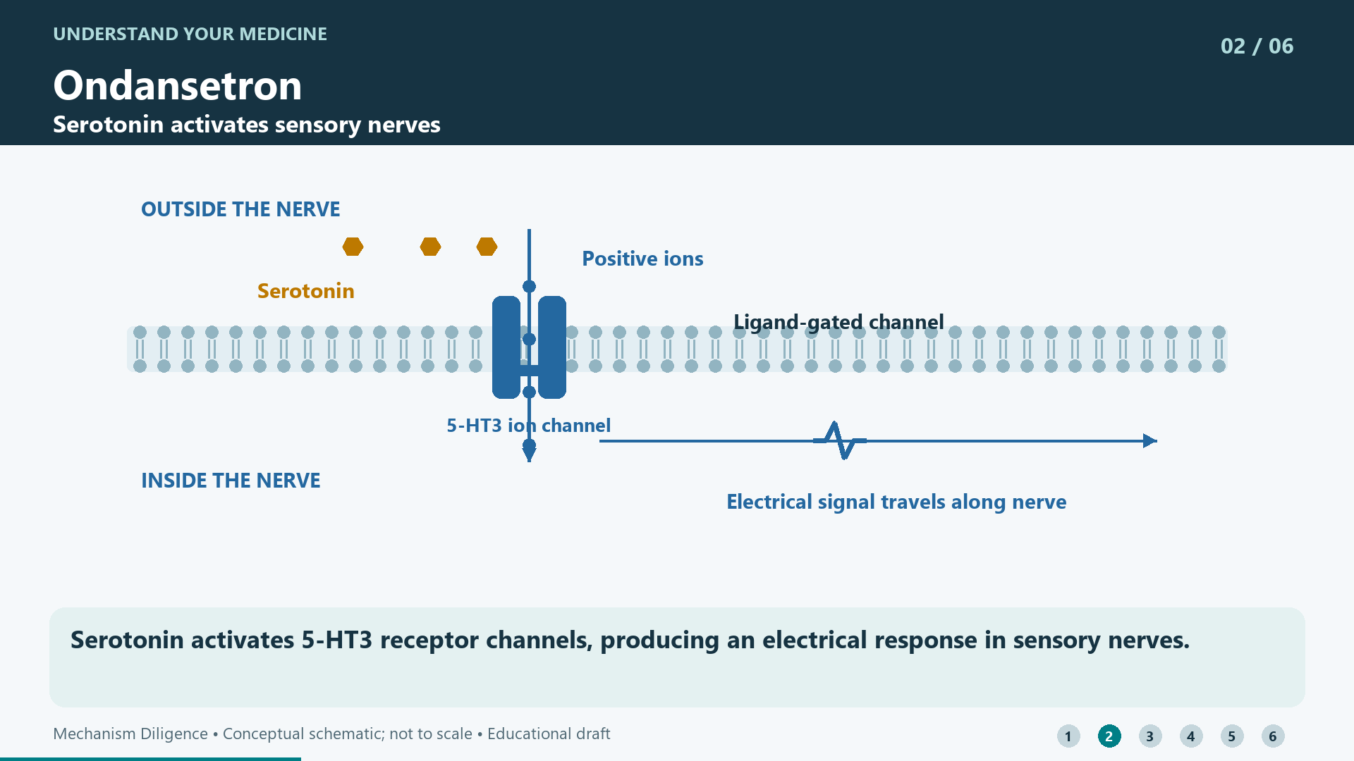 Serotonin activates 5-HT3 receptor channels, producing an electrical response in sensory nerves.