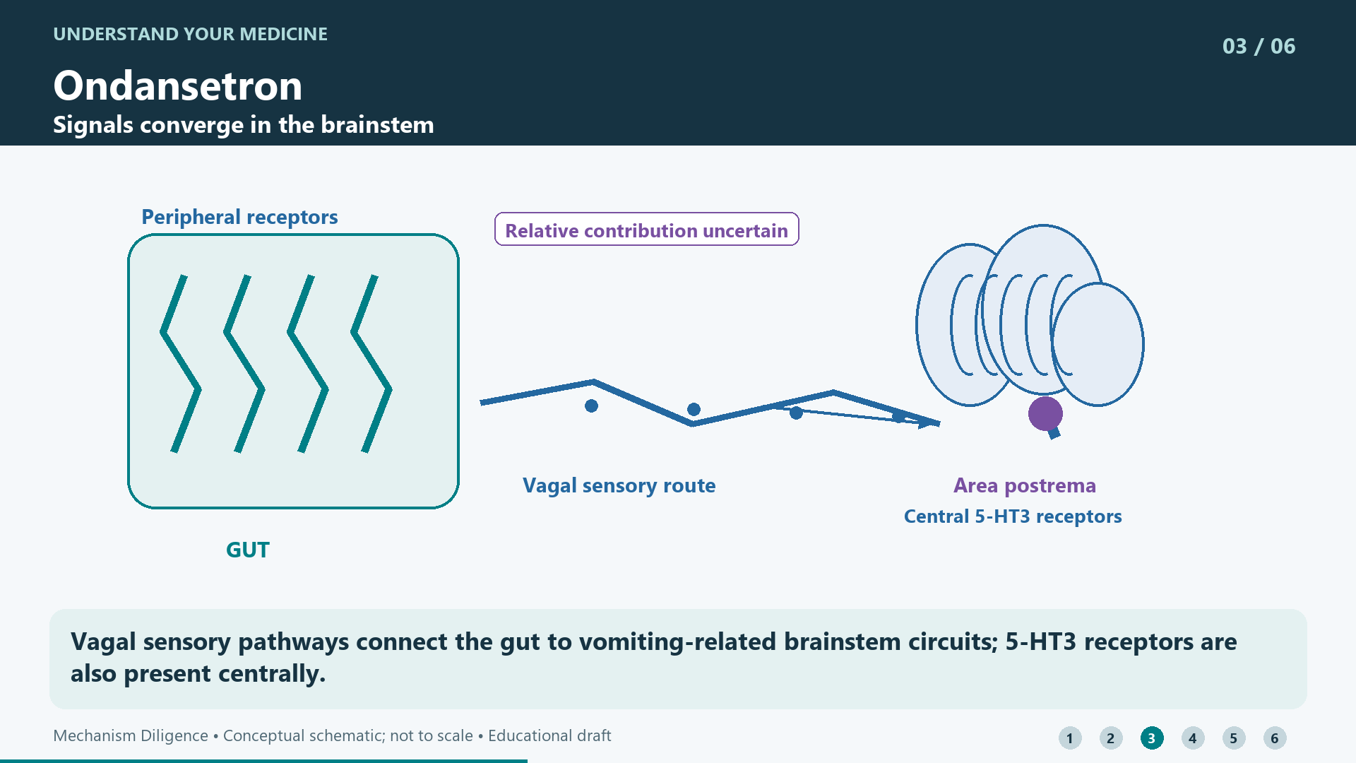 Vagal sensory pathways connect the gut to vomiting-related brainstem circuits; 5-HT3 receptors are also present centrally.