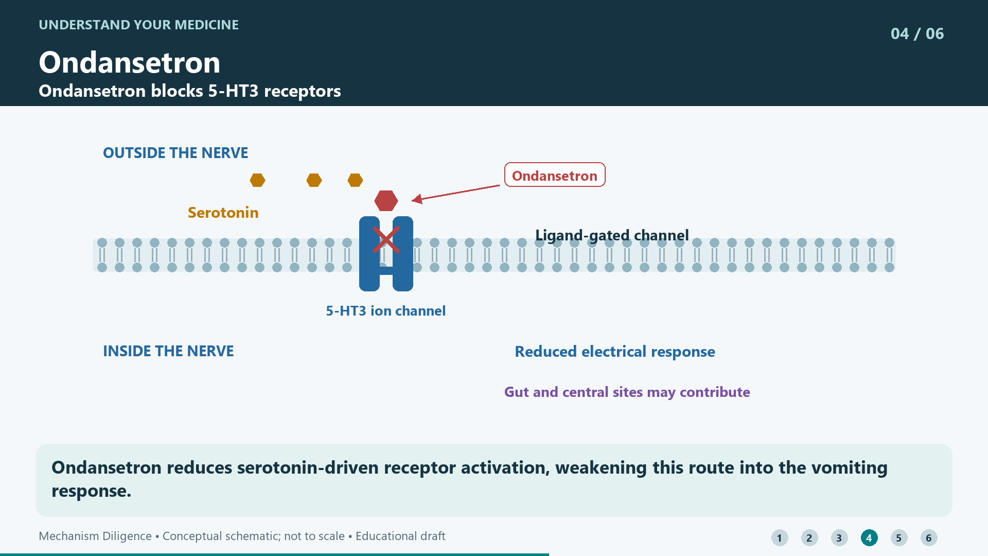 Ondansetron reduces serotonin-driven receptor activation, weakening this route into the vomiting response.
