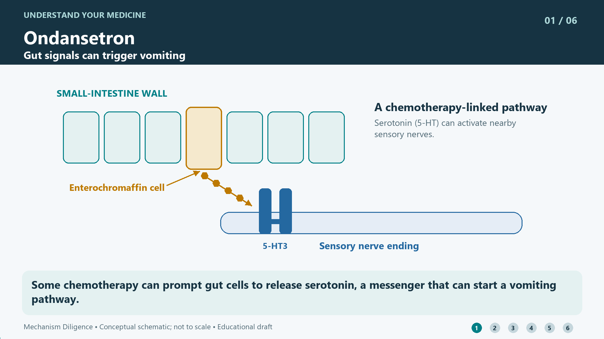 Ondansetron mechanism: Some chemotherapy can prompt gut cells to release serotonin, a messenger that can start a vomiting pathway.
