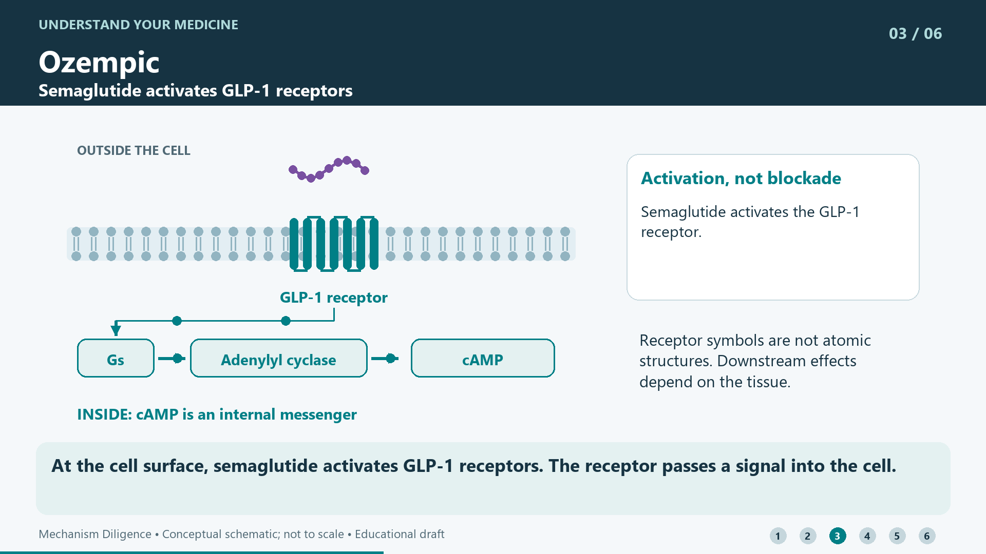 At the cell surface, semaglutide activates GLP-1 receptors. The receptor passes a signal into the cell.