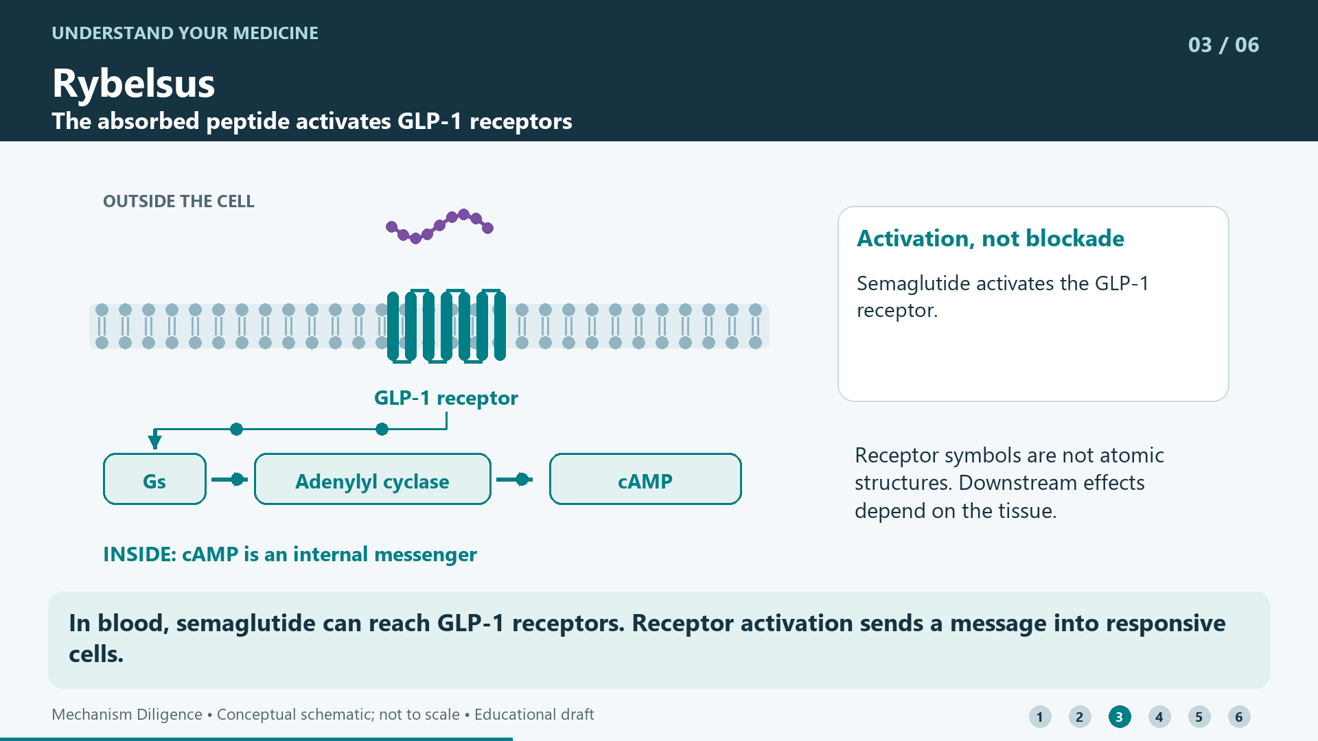 In blood, semaglutide can reach GLP-1 receptors. Receptor activation sends a message into responsive cells.