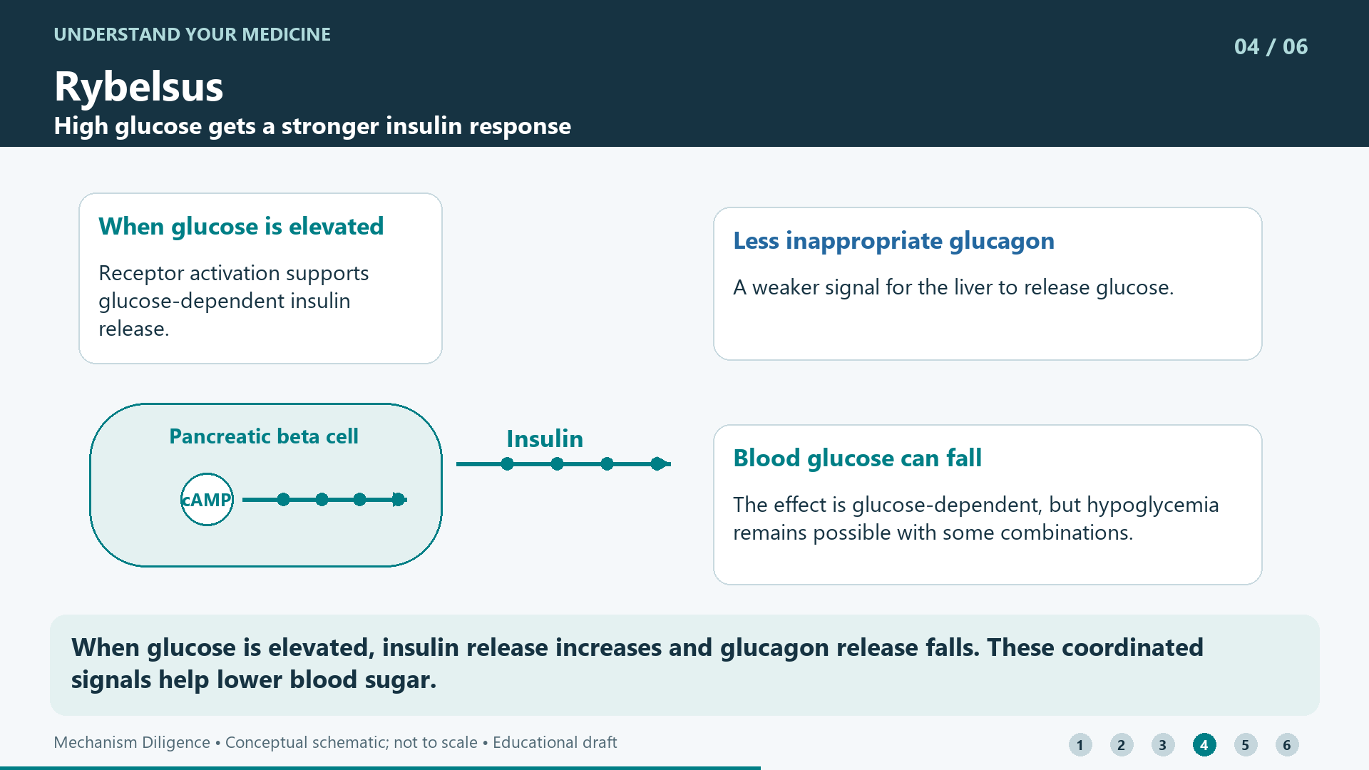 When glucose is elevated, insulin release increases and glucagon release falls. These coordinated signals help lower blood sugar.