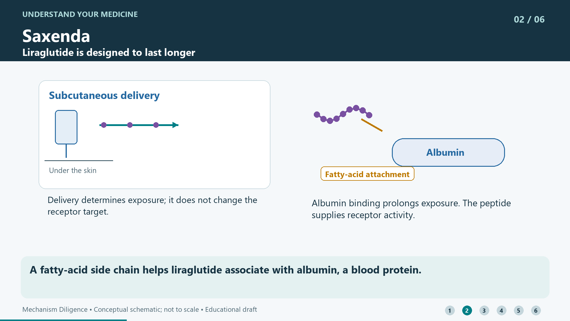 A fatty-acid side chain helps liraglutide associate with albumin, a blood protein.