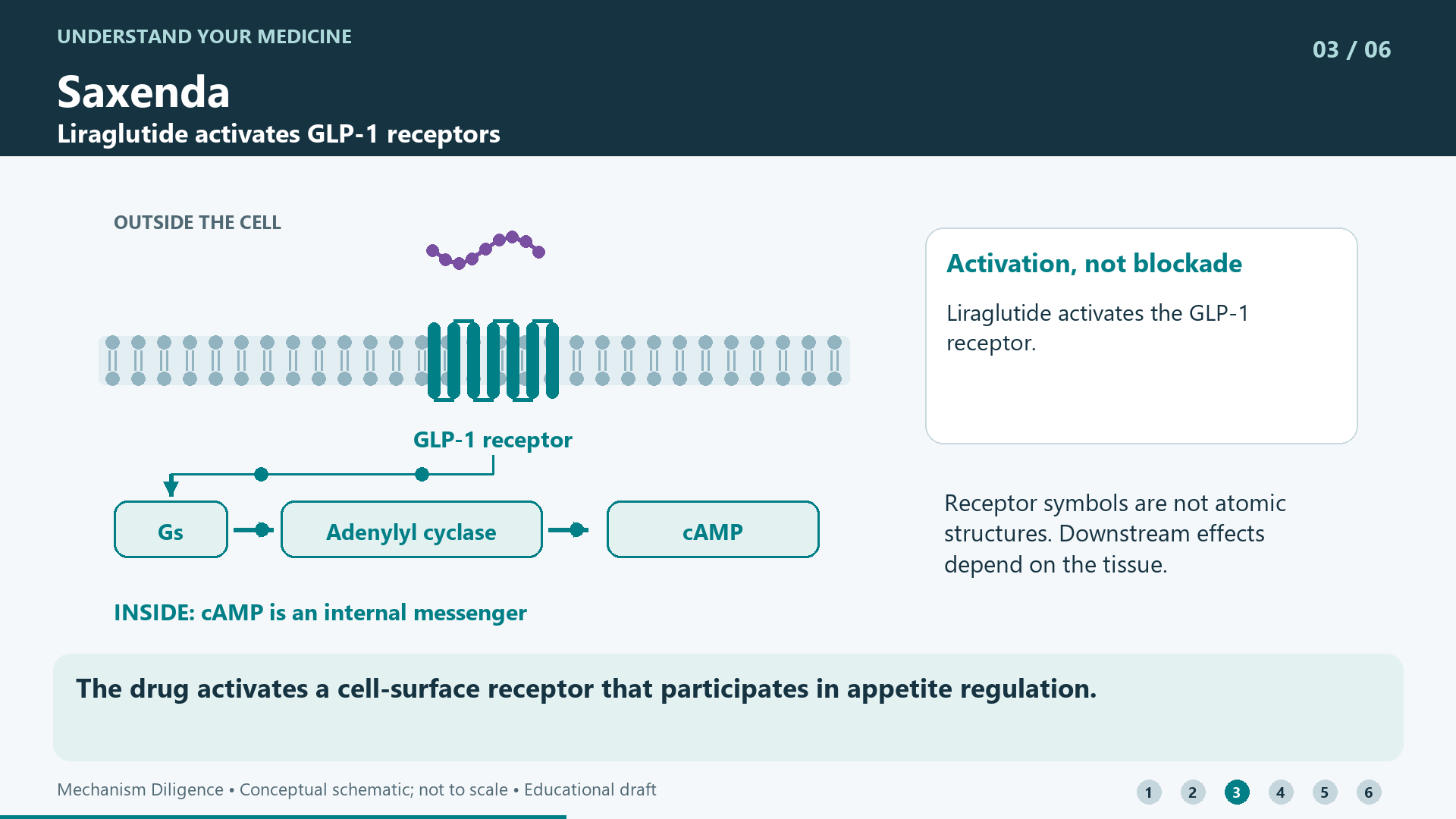 The drug activates a cell-surface receptor that participates in appetite regulation.