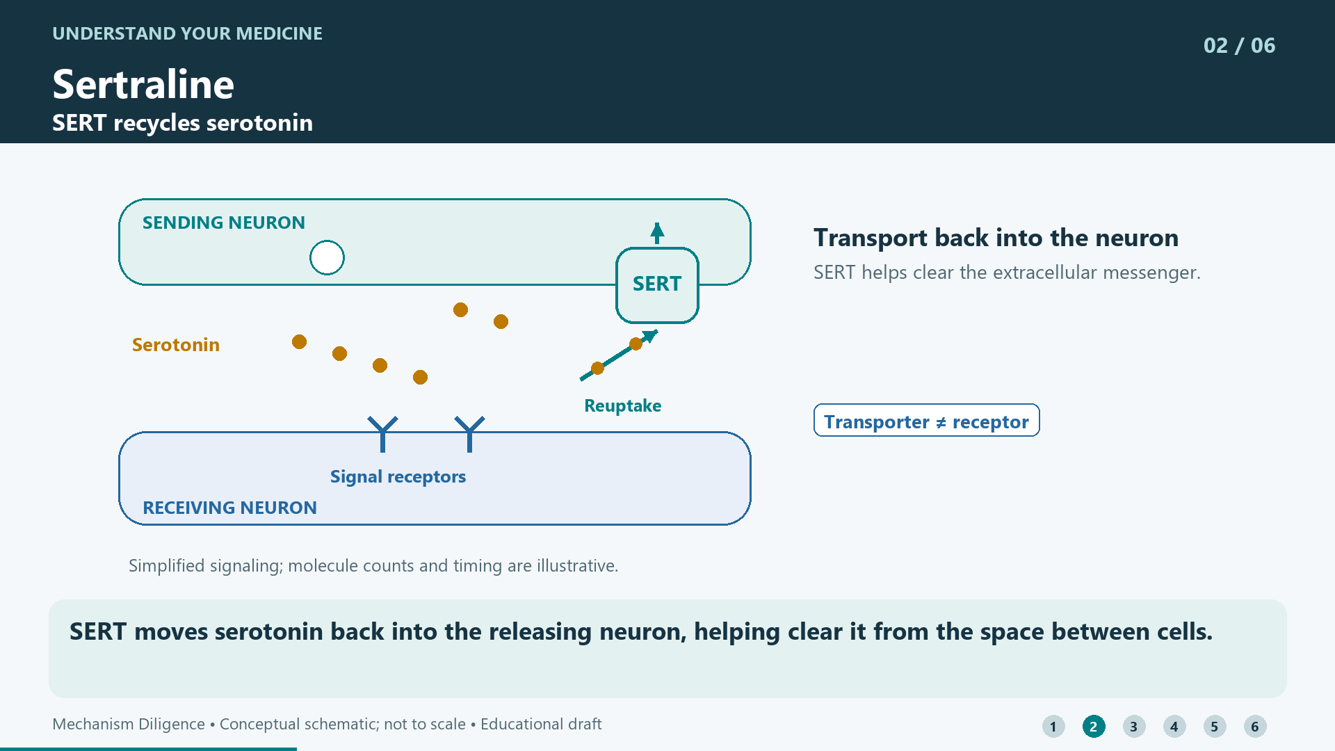 SERT moves serotonin back into the releasing neuron, helping clear it from the space between cells.