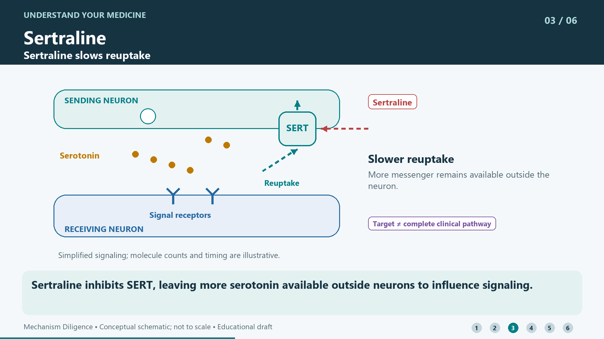 Sertraline inhibits SERT, leaving more serotonin available outside neurons to influence signaling.