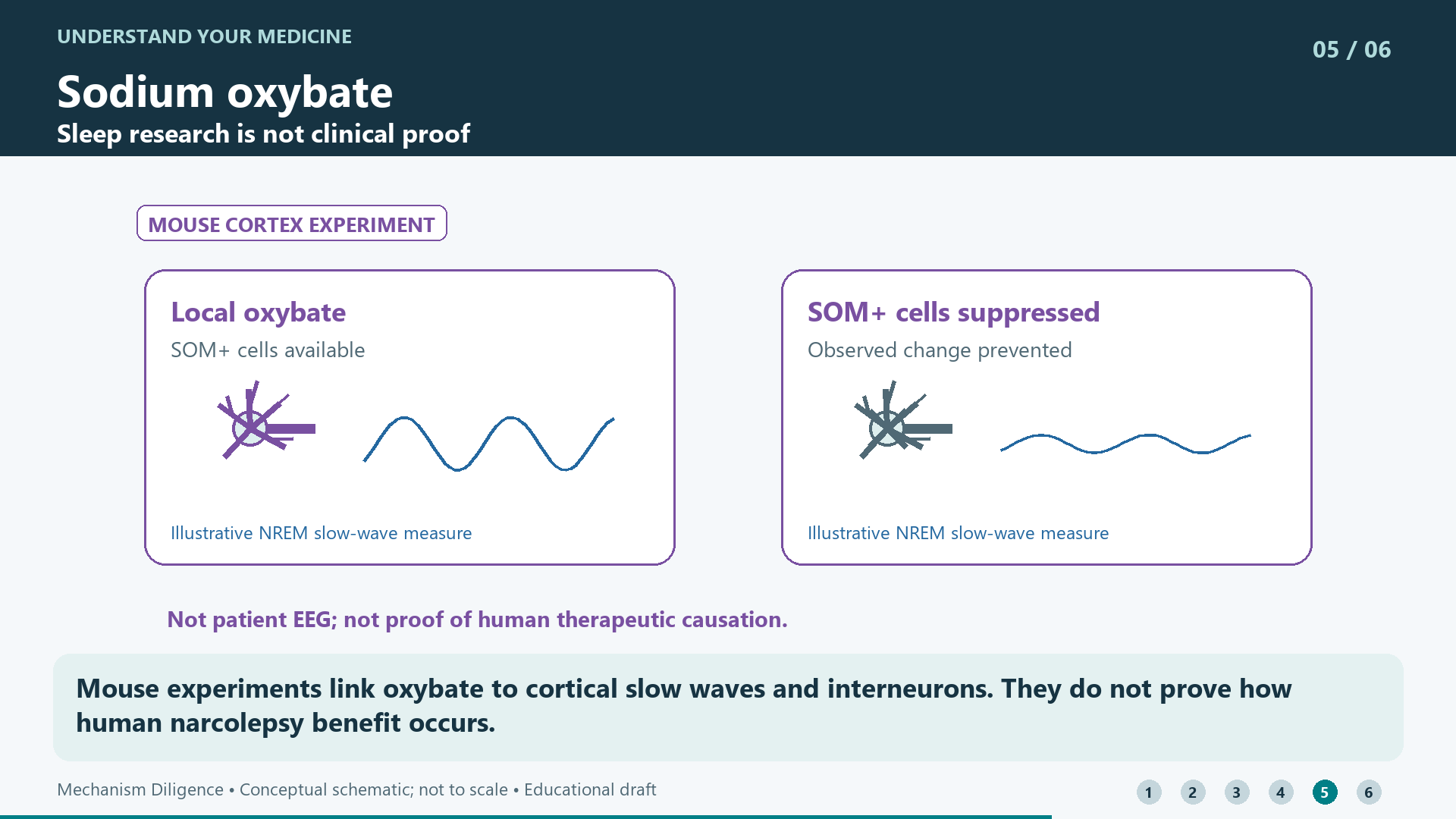 Mouse experiments link oxybate to cortical slow waves and interneurons. They do not prove how human narcolepsy benefit occurs.