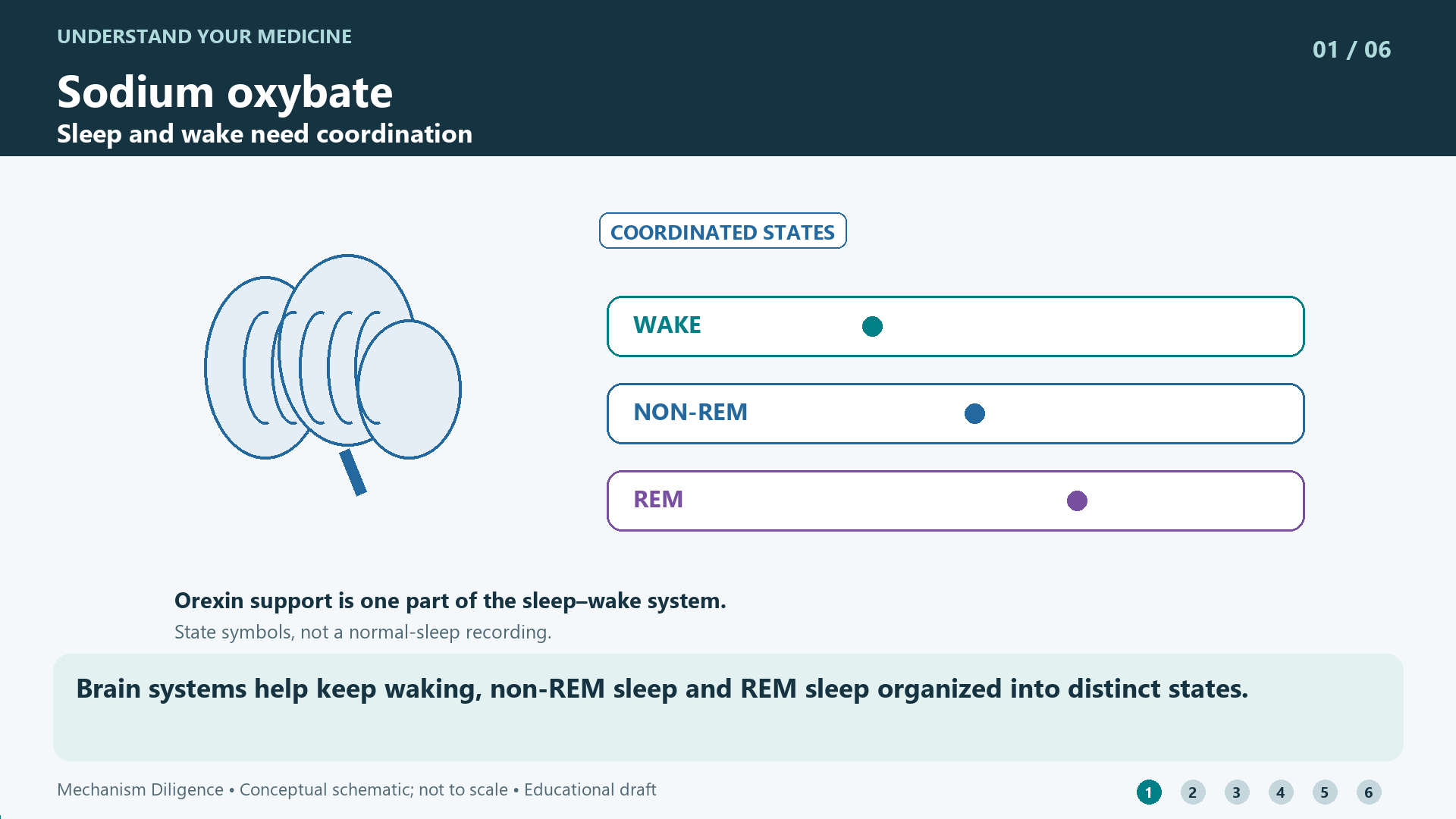Sodium oxybate mechanism: Brain systems help keep waking, non-REM sleep and REM sleep organized into distinct states.