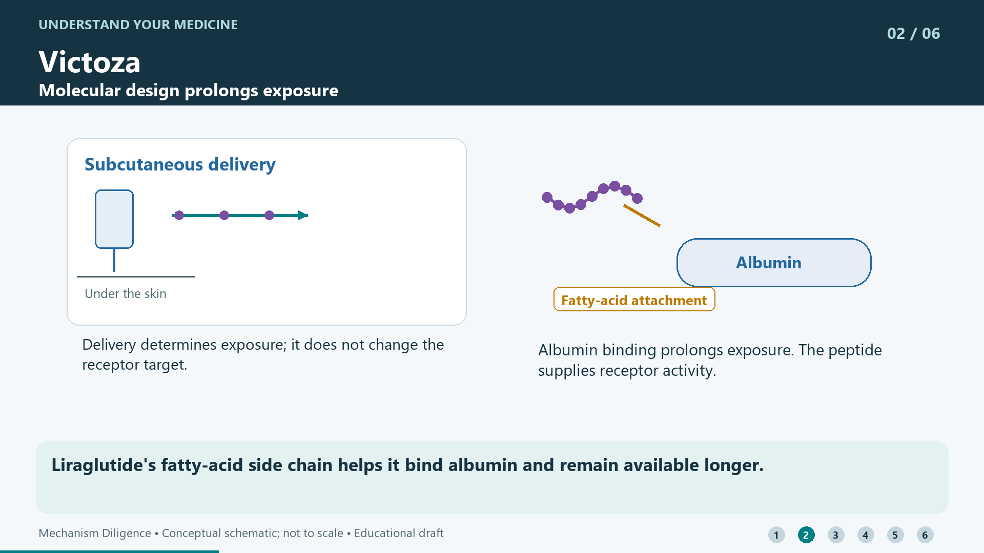 Liraglutide's fatty-acid side chain helps it bind albumin and remain available longer.