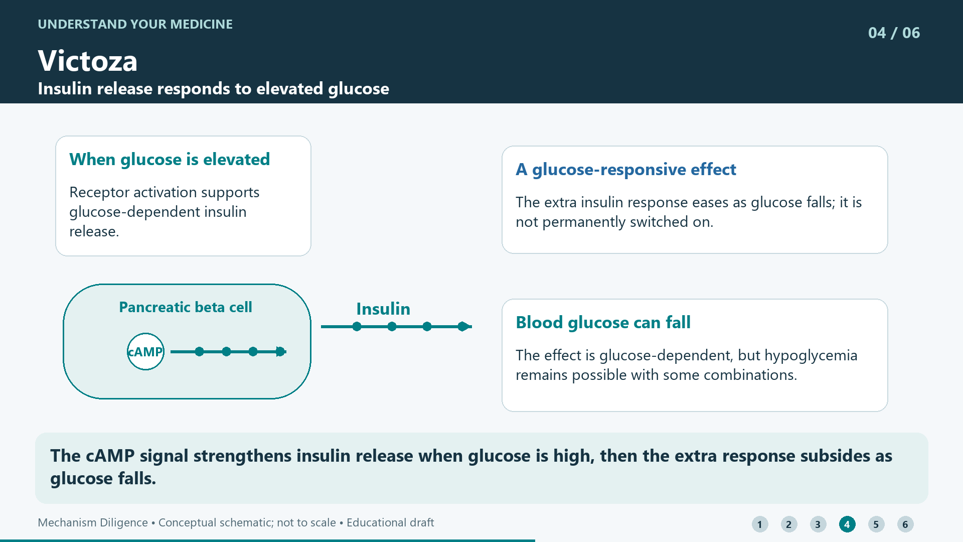 The cAMP signal strengthens insulin release when glucose is high, then the extra response subsides as glucose falls.